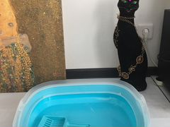 Лоток кошачий туалет новый