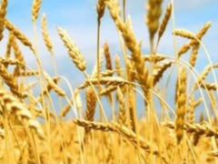 Пшеница, новый урожай