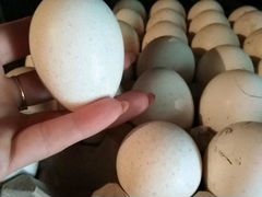 Иньдюшынные яйца