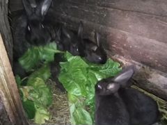 Продам кроликов разного возраста