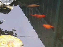 Золотые рыбки для пруда и аквариума " Комета"