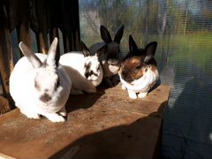 Кролики порода Рекс