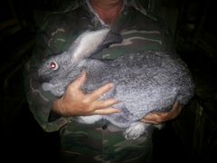 Продаю кроликов шиншил-великанов