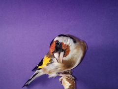 Лесные певчии птицы