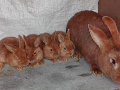 Кролики 1.5 месяца,обмен на кур,петуха