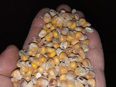 Зерно кукурузы (фуражное)
