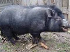 Продам вьетнамскую свинью