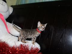 Бенгальские котята, рождены 10.12.19-резерв