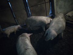 Свини живой вес