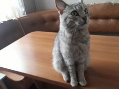 Найдена кошка Богородск