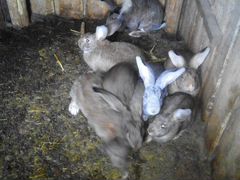 Кролики самки
