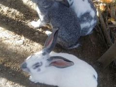 Продам кроликов Ялта