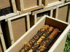 Пчелопакеты 3+1 4 рамки дадан