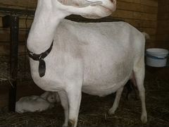 Англо-нубийские коза и взрослый козел
