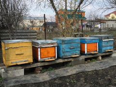 5 Улей с пчелами,рамки,улья для пчел