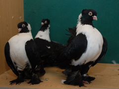 Продам ростовских статных голубей