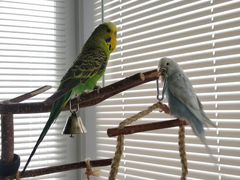 Выставочные волнистые попугаи (сложившаяся пара)