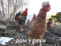 Цыплята и яйцо Русской хохлатой и Адлерской серебр