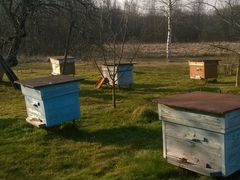 Пчелы с домиками