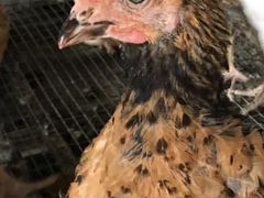 Цыплята суточные и подрощенные, индюшата биг-6