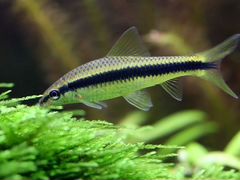 Сиамский водорослеед (sae) аквариумная рыбка