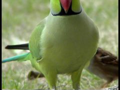 Продам молодого самца ожерелового попугая