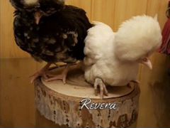 Цыплята голландские белохохлые