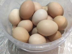 Яйцо инкубационное куриное породы Бресс-гальской