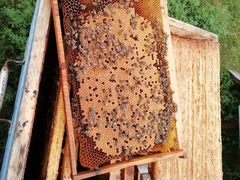 Пчелопакеты с Краснодарского края