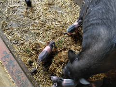 Вьетнамская свинья с поросятами