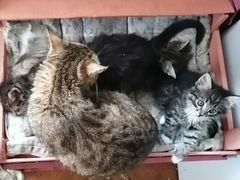 Котята от кошки- крысоловки