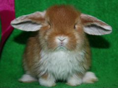 Карликовые кролики - 1 мес
