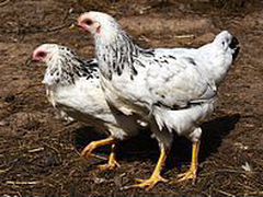 Цыплята серебро 3,5 месяца