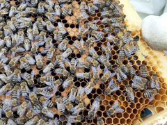 Пчелы, пчелосемьи и пчелопакеты Карпатка
