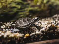 Миниатюрные мускусные Черепахи черепашата водные