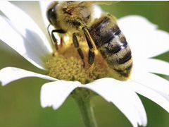 Пчёлы, пчелосемьи, пчелопакеты