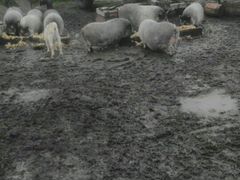 Вьетнамские свиньи козы козлы