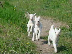Зааненские козлята и дойные козы