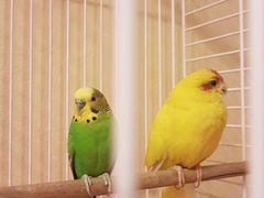 Экстравагантная пара попугаев