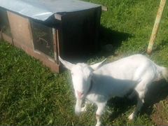 Продаются козы