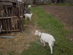 Продаются четыре козочки от молочных коз рожденные