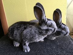 Кролики Большое сетлое серебро