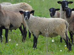 Романовская овца продам