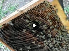 Пчелы.Отводки и. т. д