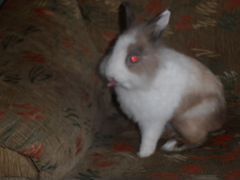 Карликовый кролик (львиноголовый) вязка