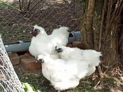 Куры шелковые, пушкинские цыплята и инкуб. яйца