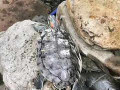 Черепаха Жужа