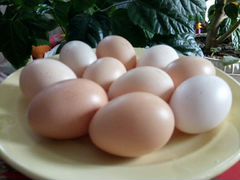Яйца домашии