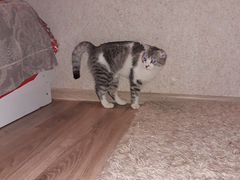 Шотланская вислоухая кошка