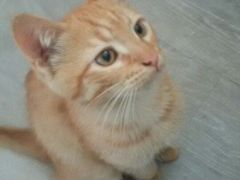 Трехцветная кошечка, рыжий котик 3 месяца, ищут св